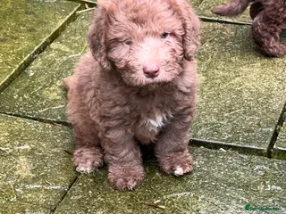 Bedlington Terrier dogs Bedlington terrier puppies ☺️ - Advert 3