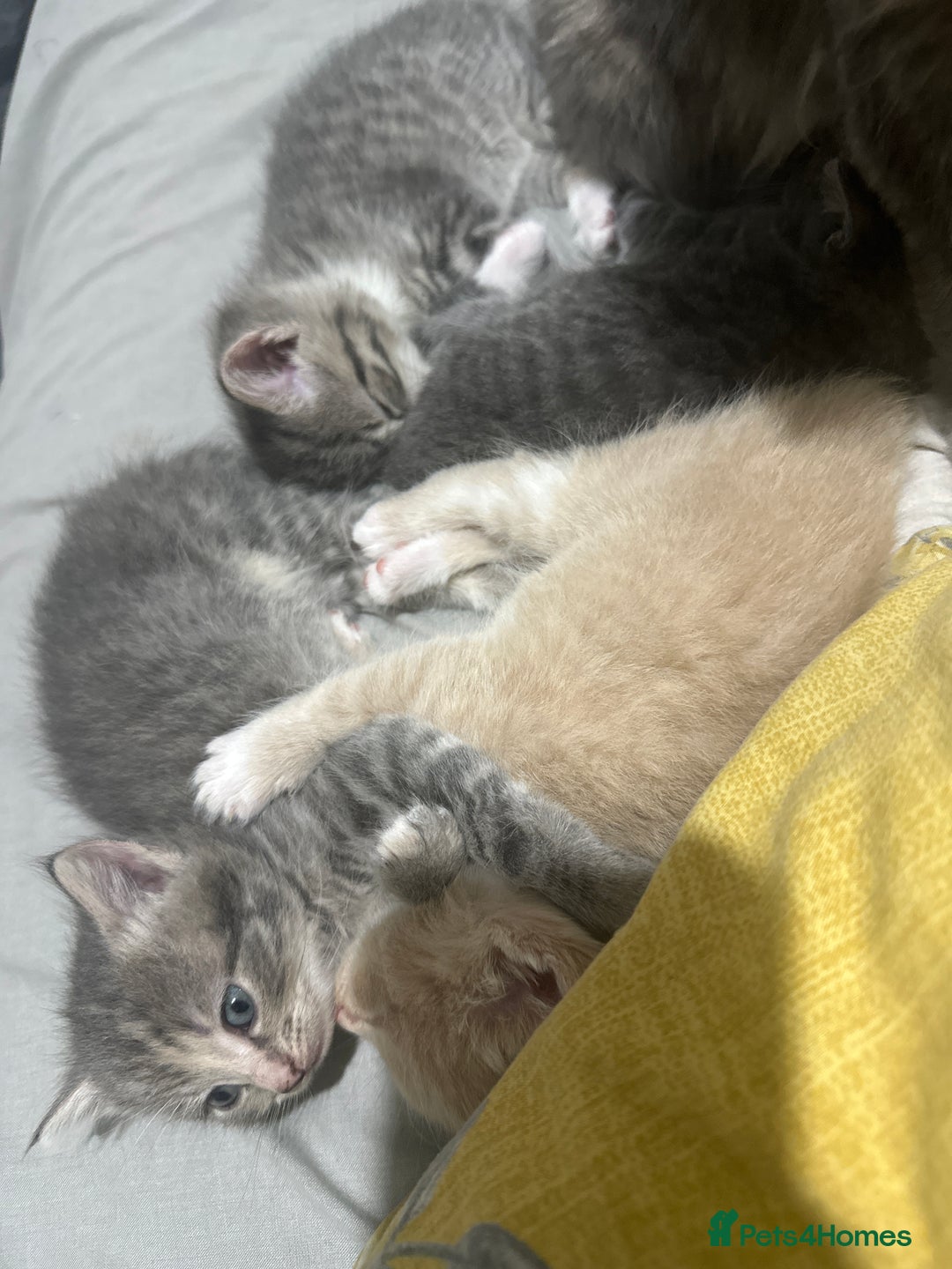 Mixed Breed cats for sale: 3 Beautiful Kittens Needing A Home - Advert 9