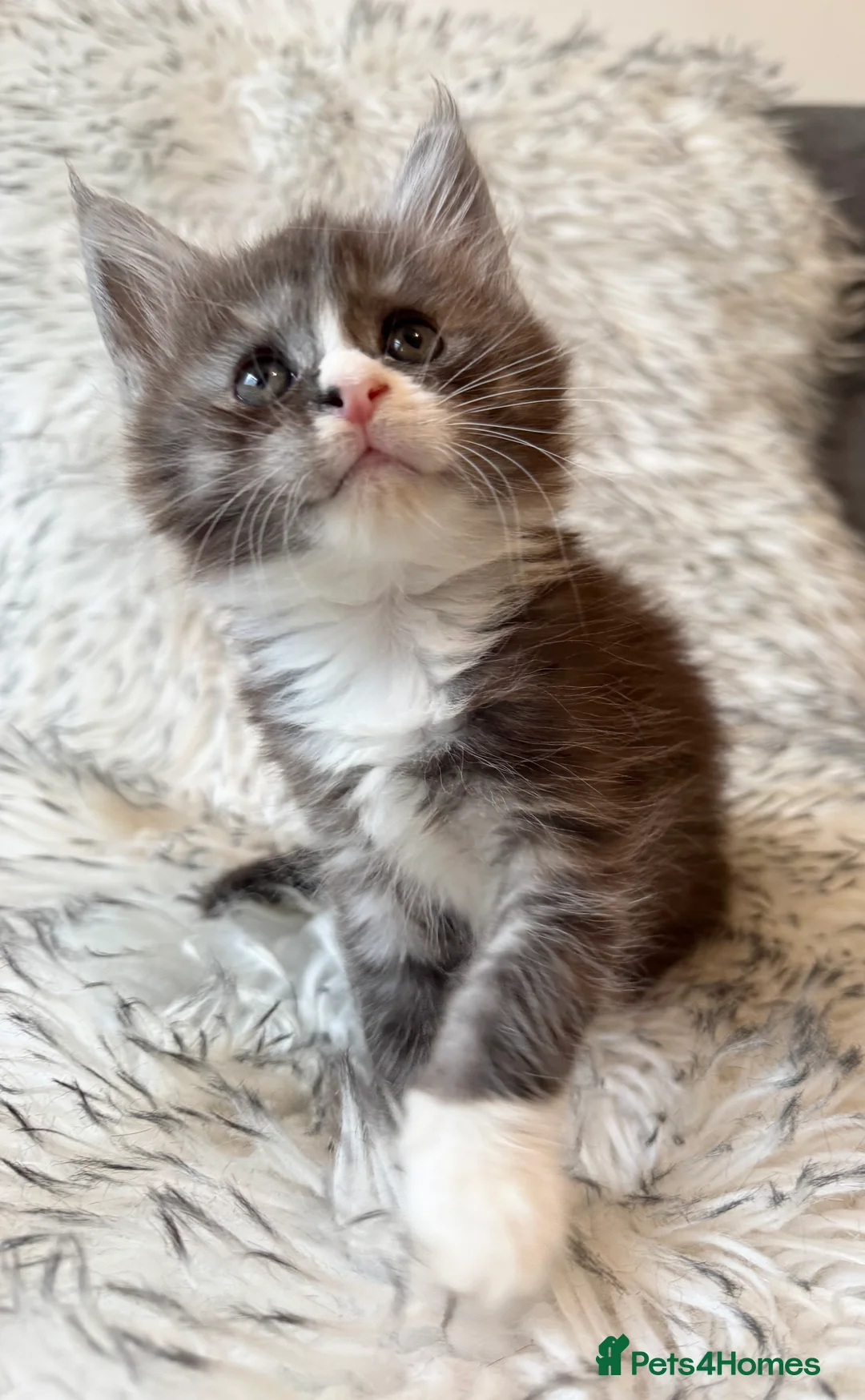 Maine Coon cats for sale: Champions - Bloodline Purebred Maine Coon Kittens - Advert 7