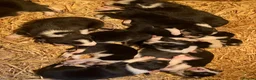 Border Collie dogs for sale:  10 Beautiful tri colour border collie puppies in Exeter - Advert 20