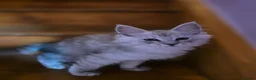 Maine Coon cats for sale: Pedigree Pure TICA Registered Maine Coon Kittens - Advert 20