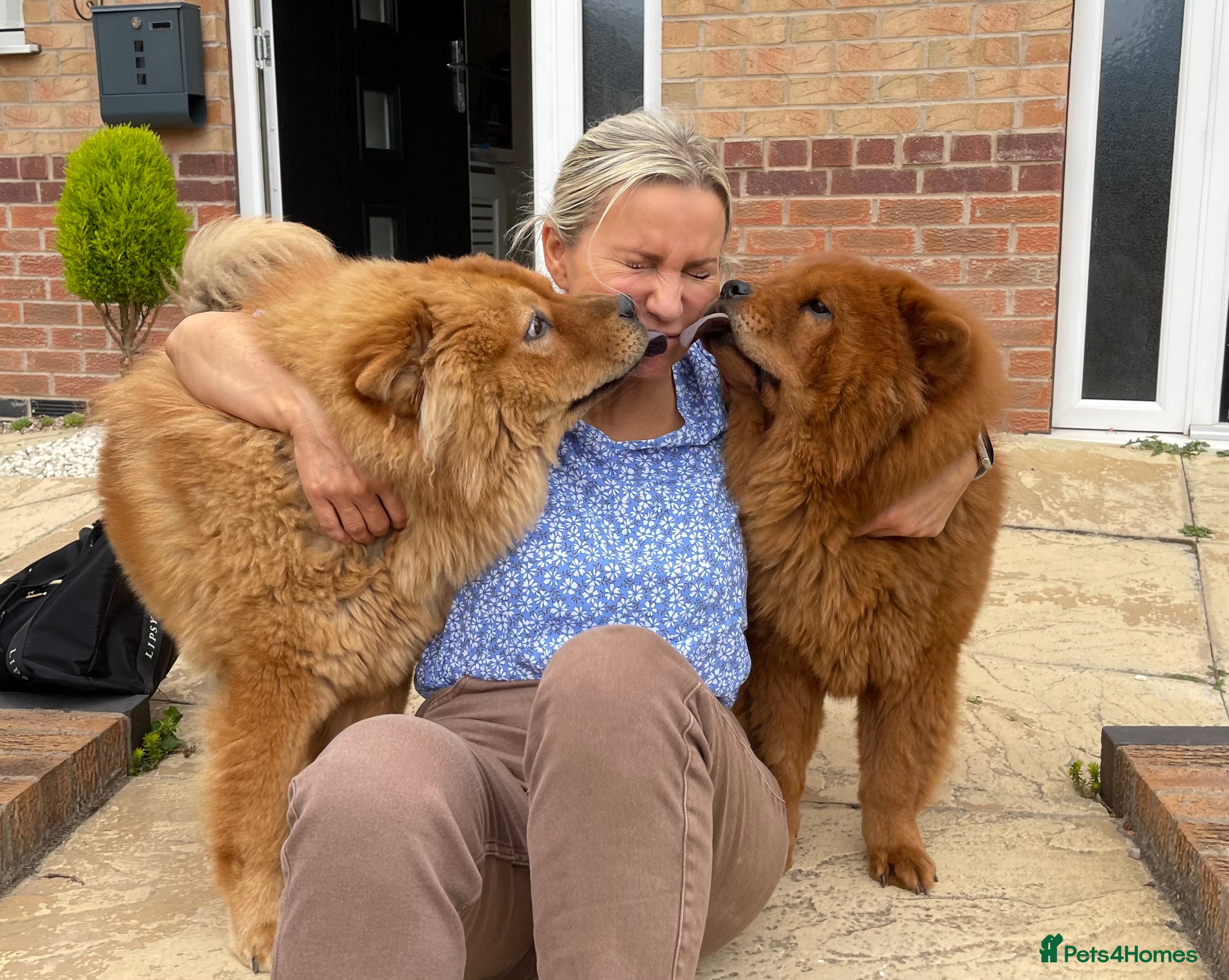 Chow Chow dogs Beautiful Lily & Lexi – Heartbreaking Rehome  - Advert 18