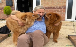 Chow Chow dogs for sale: Beautiful Lily & Lexi – Heartbreaking Rehome  - Image 1