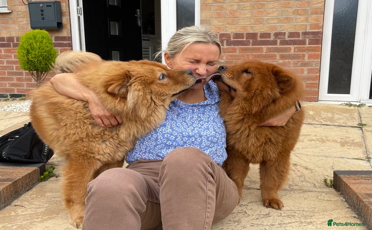 Chow Chow dogs - Advert 2