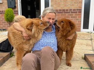 Chow Chow dogs for sale - Advert 1