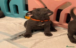 Staffordshire Bull Terrier dogs for sale: BEAUTYFULL BLUE STAFFY PUPPIES 💙 READY TO LEAVE - Image 2