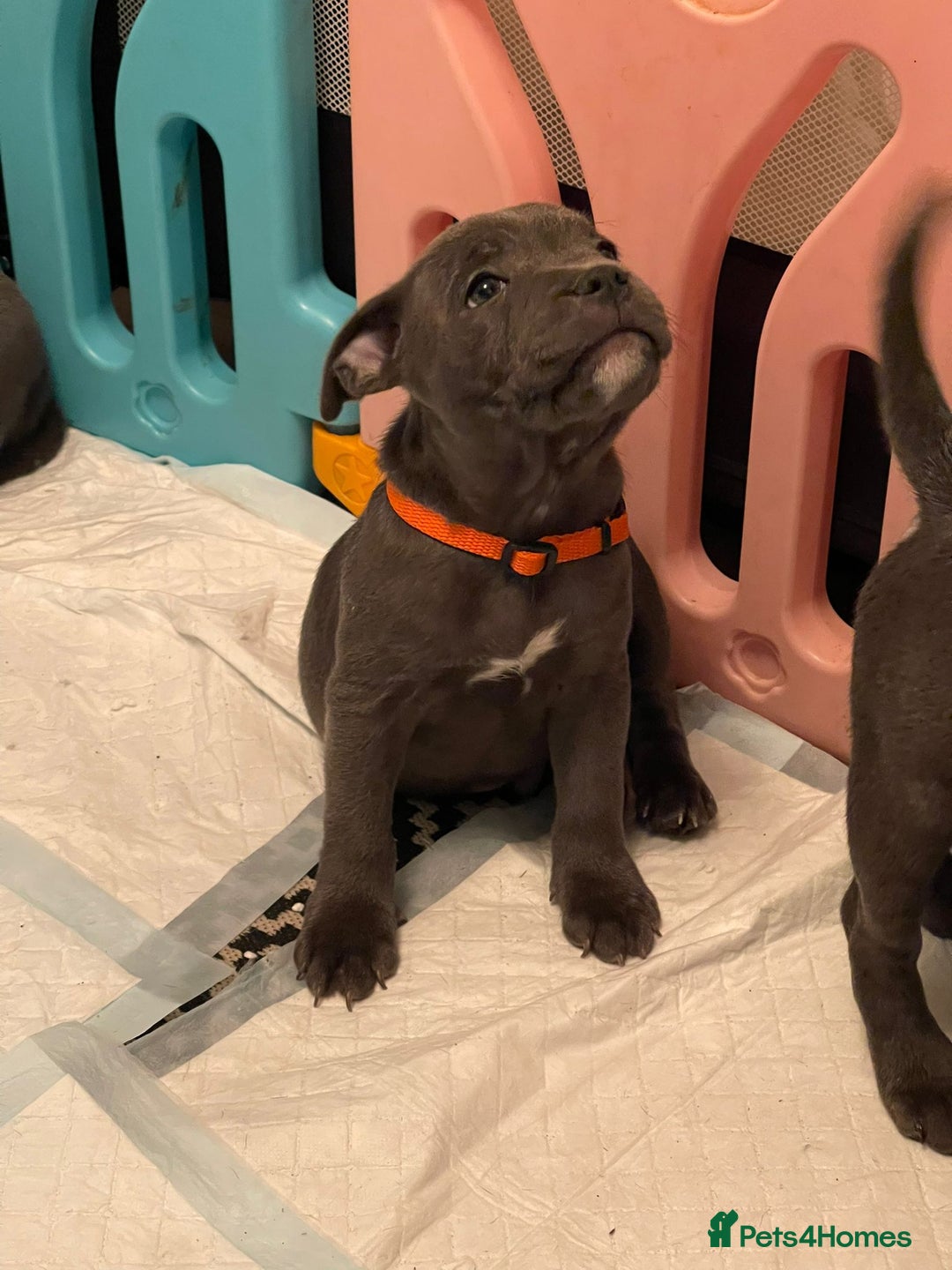 Staffordshire Bull Terrier dogs for sale: BEAUTYFULL BLUE STAFFY PUPPIES 💙 READY TO LEAVE - Image 2
