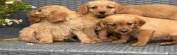 Labradoodle dogs for sale: Beautiful F1 Mini Labradoodle Puppies  - Advert 3