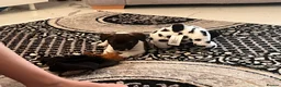 Jack Russell dogs for sale: Stunning jackrussel puppies! - Advert 7