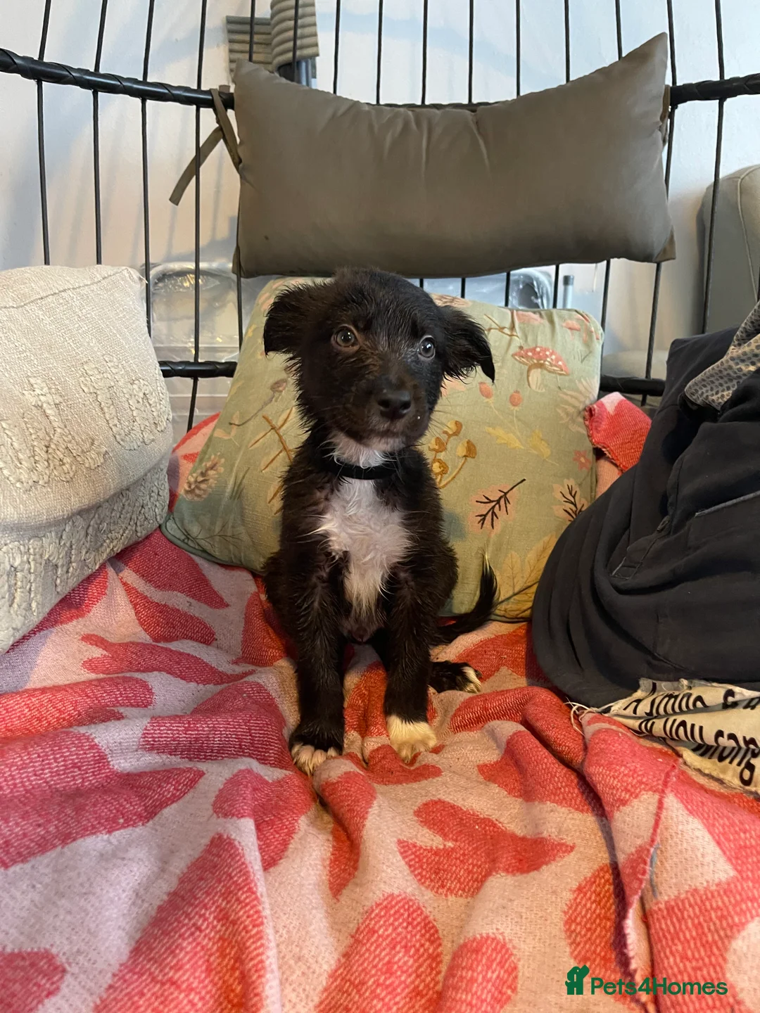 Mixed Breed dogs for sale: Collie cross puppies  - Advert 1