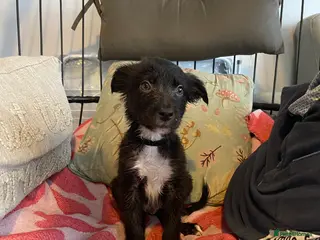 Mixed Breed dogs Collie cross puppies - Advert 8