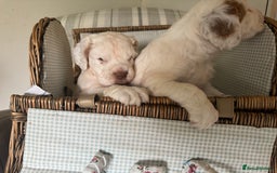 Clumber Spaniel dogs for sale: Fantastic Clumber Spaniel Puppy’s  - Image 15