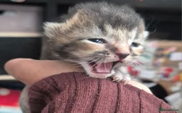 Scottish Fold cats for sale: Beautiful Scottish Fold/Straight X Kittens - Image 3