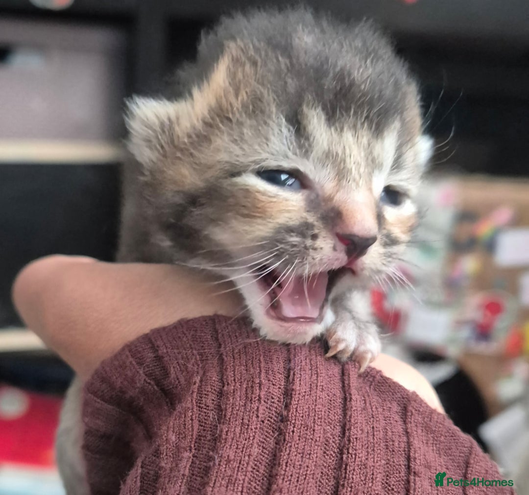 Scottish Fold cats for sale: Beautiful Scottish Fold/Straight X Kittens - Image 3