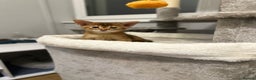 Abyssinian cats for sale: Pedigree Abyssinian kittens  - Advert 21