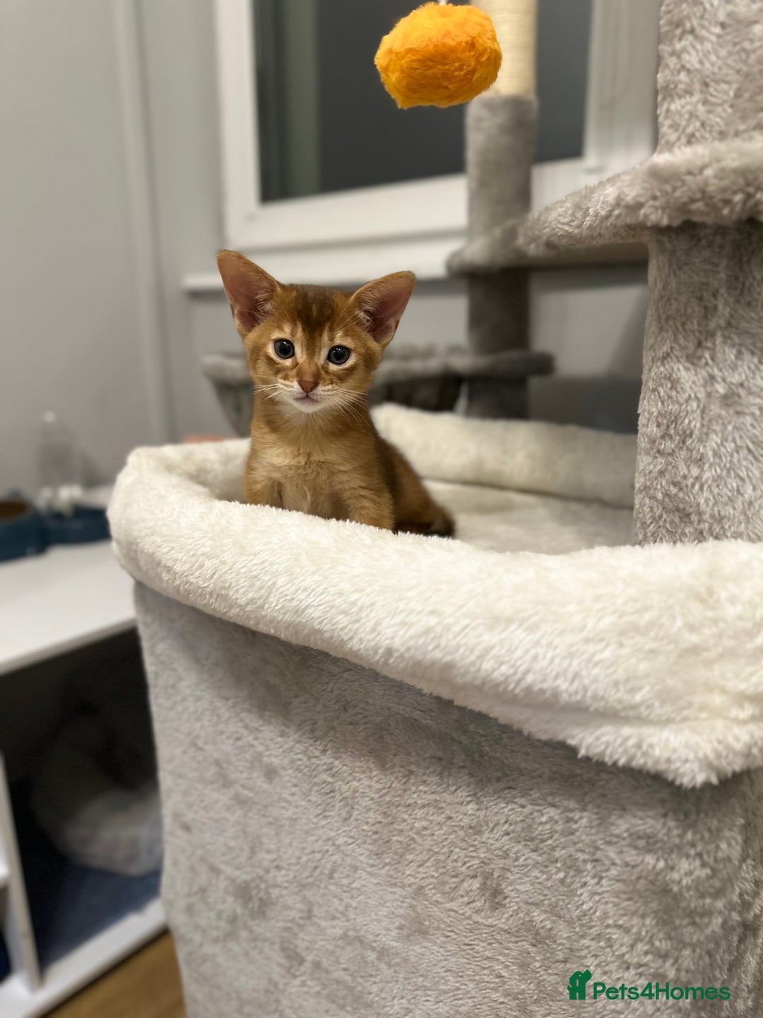 Abyssinian cats for sale: Pedigree Abyssinian kittens  - Advert 21