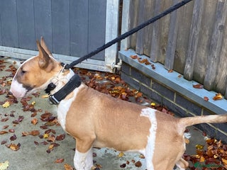 Bull Terrier dogs Rose - Advert 1