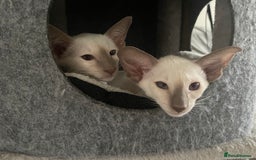 Siamese cats for sale: Lovely Siamese blue point boys (2 left) - Image 3