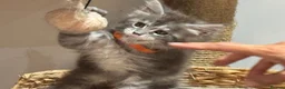 Maine Coon cats for sale: TICA-Registered Silver Maine Coon Kittens - Advert 13
