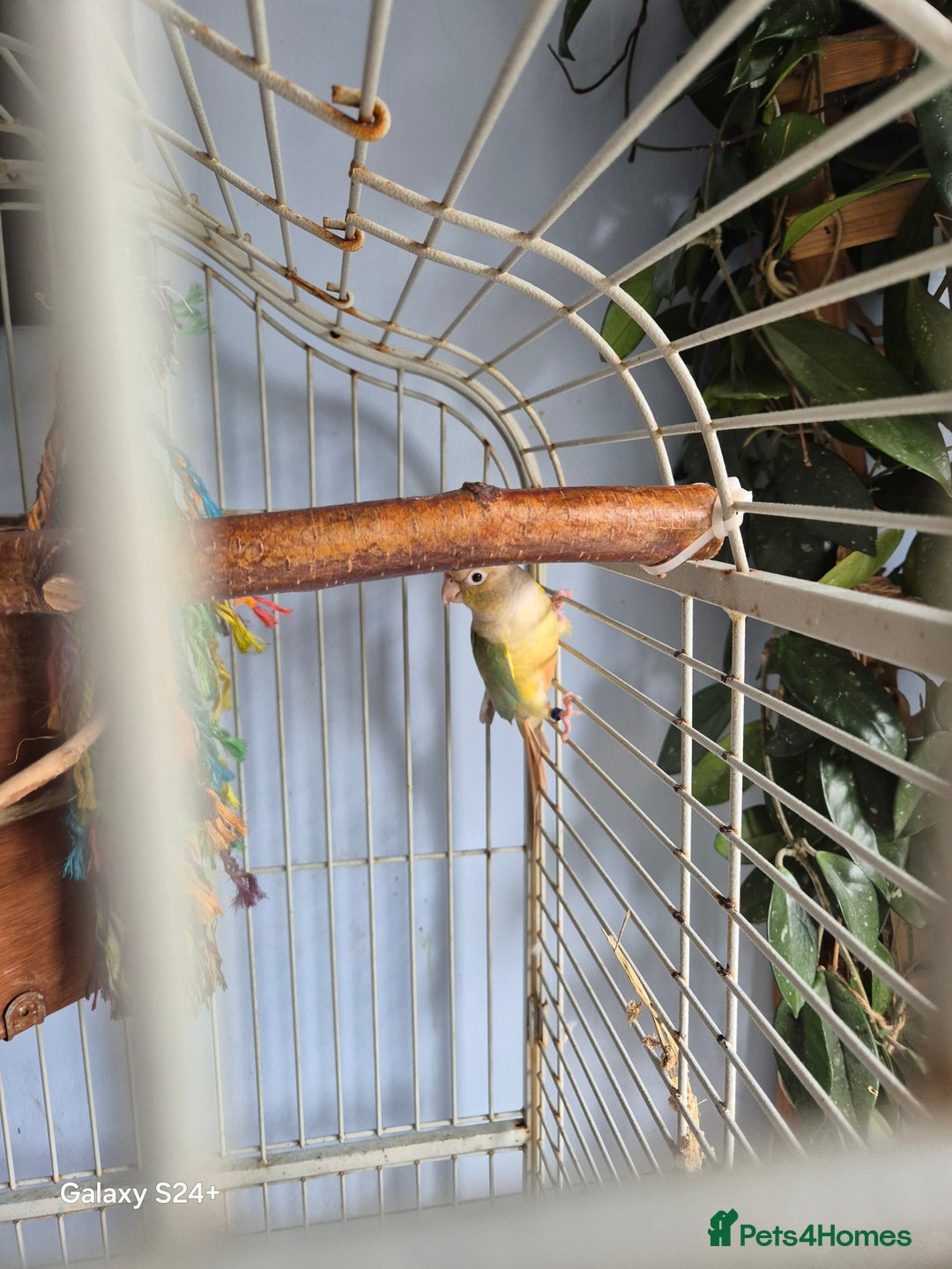 Conures birds for sale: pair of conures for sale - Image 4