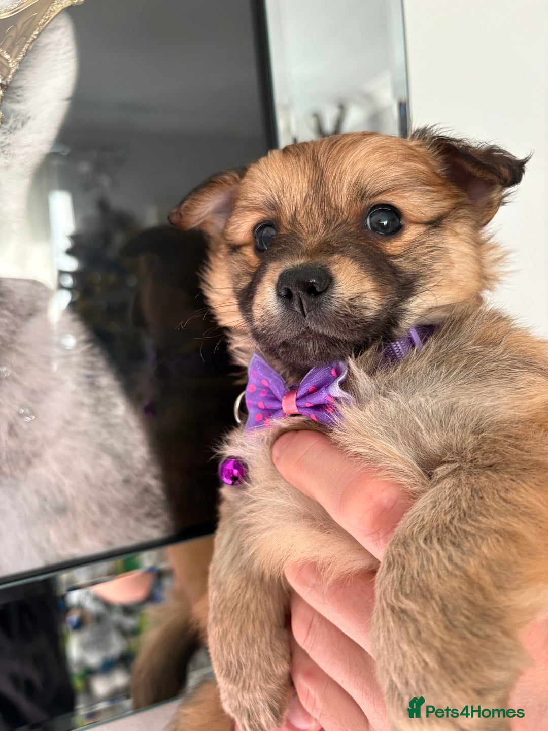 Mixed Breed dogs for sale: Italian volpino x deer head chihuahua puppies  - Advert 20