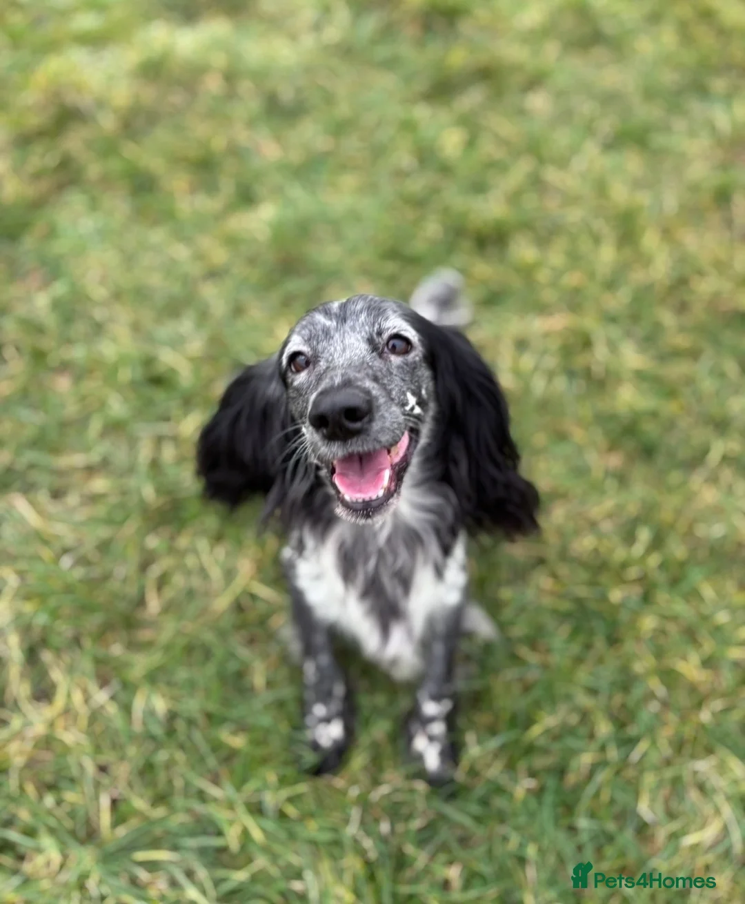 Sprocker dogs for sale: Special Home Needed – 10 Week Old Sprocker Puppy - Advert 2