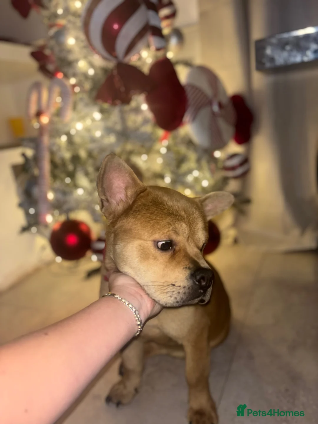 Mixed Breed dogs for sale: Sonny  in Bewdley - Advert 3