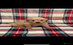 Golden Retriever dogs for sale: KC Registered Golden Retrievers  - Image 7