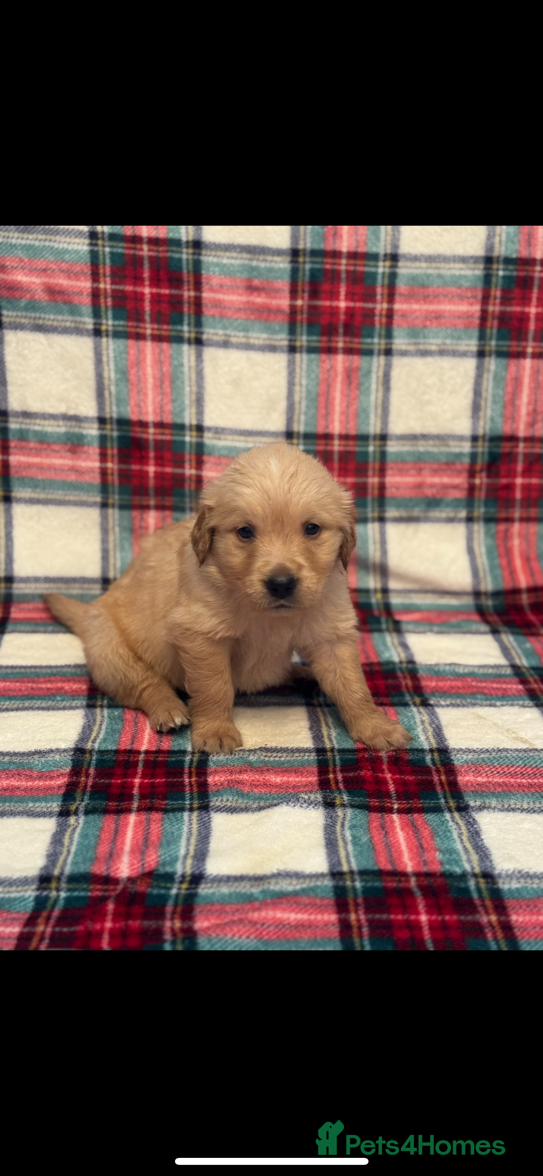 Golden Retriever dogs for sale: KC Registered Golden Retrievers  - Image 7
