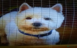 West Highland Terrier dogs for sale: BEAUTIFUL KC REG. WESTIE PUPPIES - Image 3