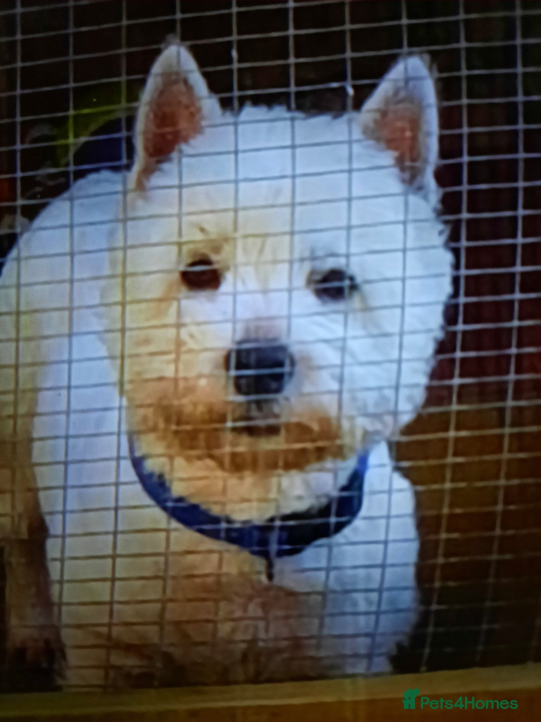 West Highland Terrier dogs for sale: BEAUTIFUL KC REG. WESTIE PUPPIES - Image 3