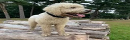 Labradoodle dogs for stud: Labradoodle Stud - Proven in Worthing - Advert 10