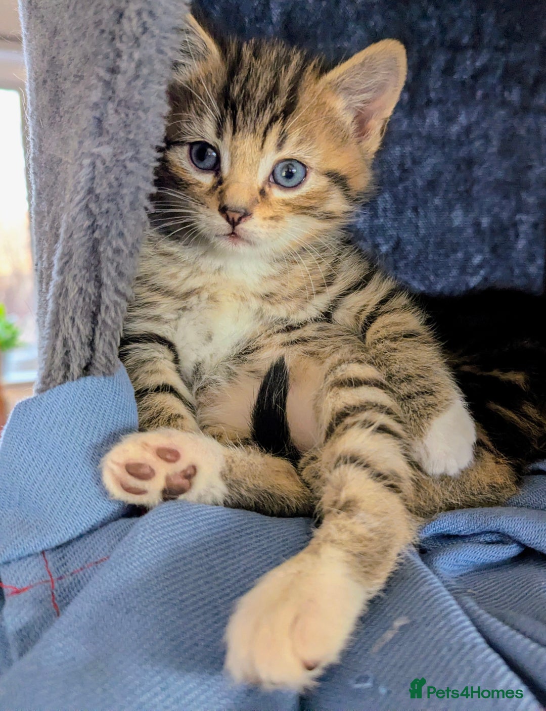 Mixed Breed cats for sale: Gorgeous kittens for sale £250 males £300 females - Advert 27