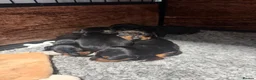 Dachshund dogs for sale: Miniature Dascshund smooth hair puppy’s  in Ilminster - Advert 19