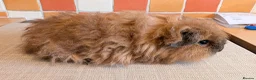 Guinea Pig rodents for sale: Gorgeous Texel Boar - Advert 2