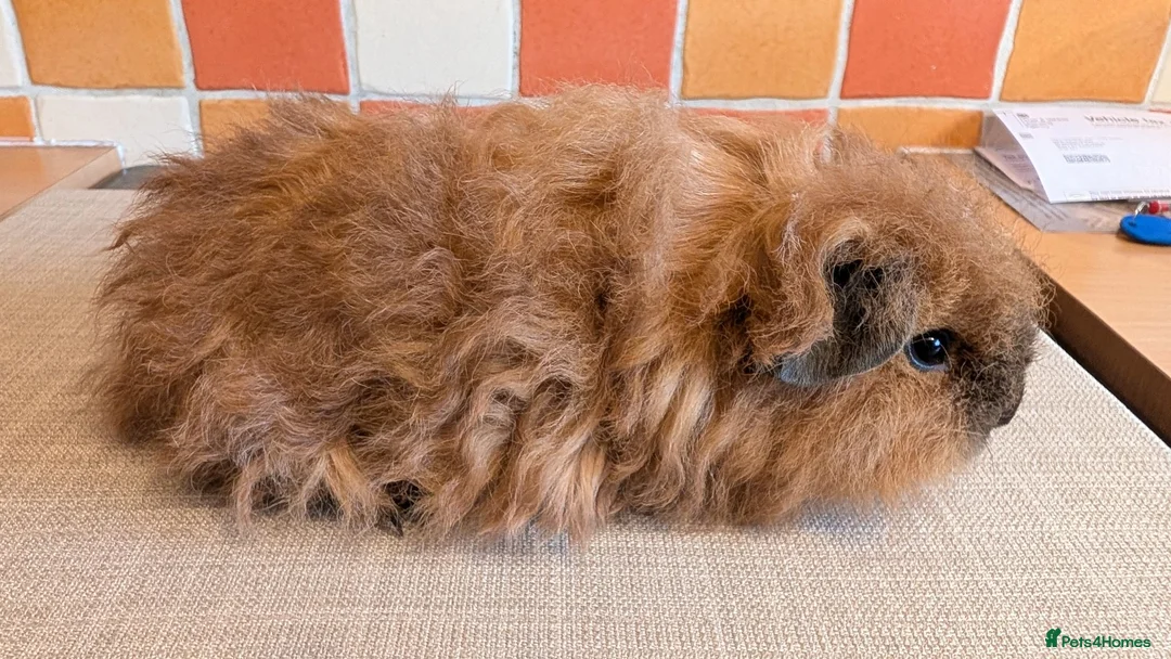 Guinea Pig rodents for sale: Gorgeous Texel Boar - Advert 2