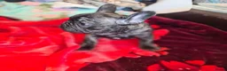 French Bulldog dogs for sale: French bulldog puppies ready to go - Advert 7