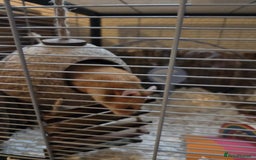 Hamster rodents for sale: Syrian female Hamster  - Image 3