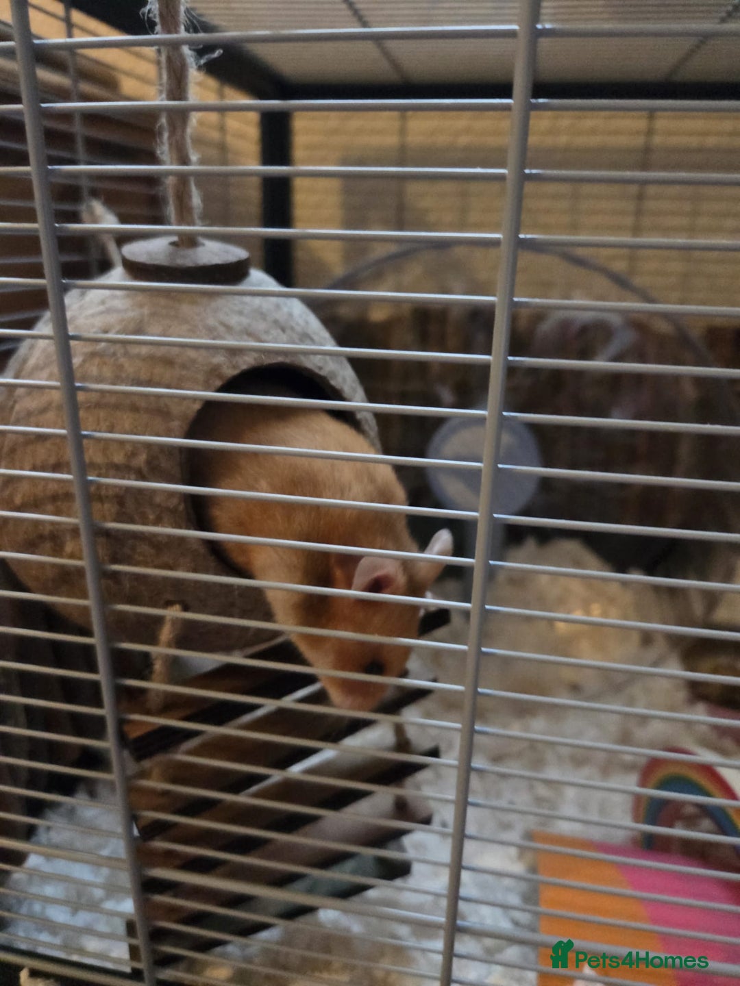 Hamster rodents for sale: Syrian female Hamster  - Image 3