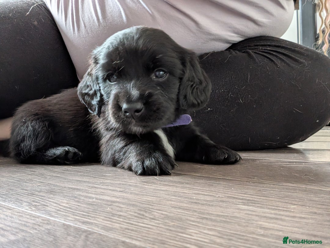 Dachshund dogs for sale: Dachshund x puppies male 2x long haired  - Image 22