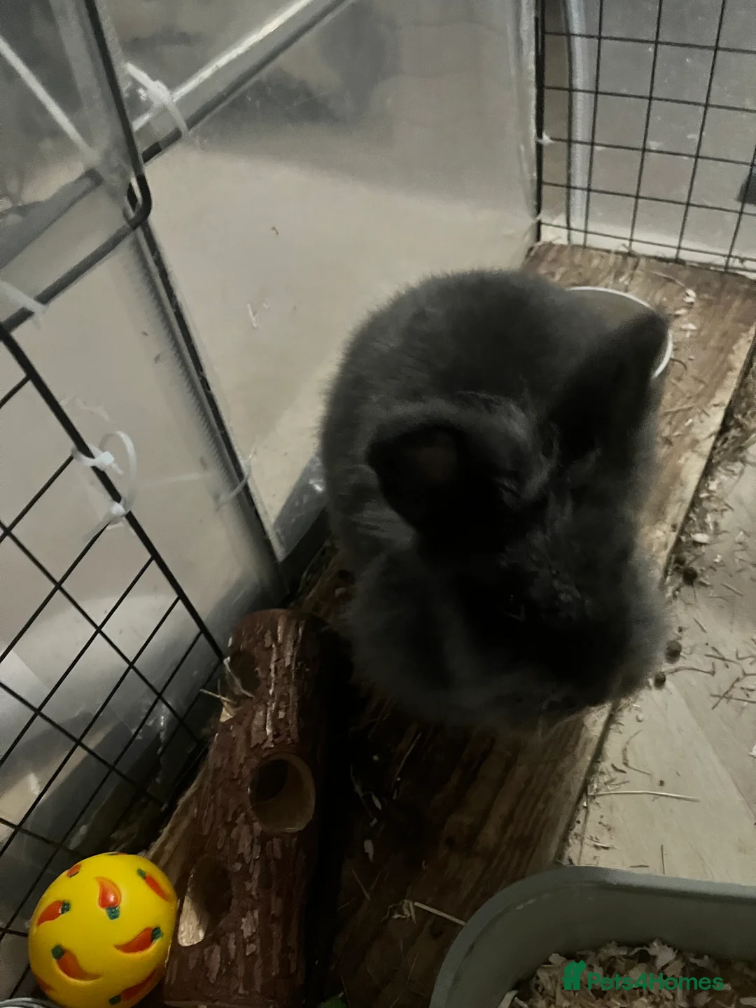 Mixed Breed rabbits for sale: Female rabbit free to good home - Advert 1