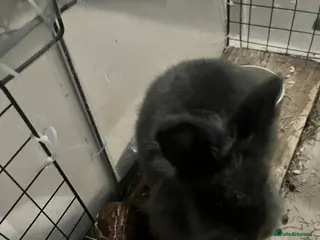 Mixed Breed rabbits Female rabbit free to good home - Advert 2