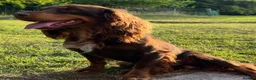 Cocker Spaniel dogs for sale: Stunning KC cocker pups from health tested parents in Chippenham - Advert 9