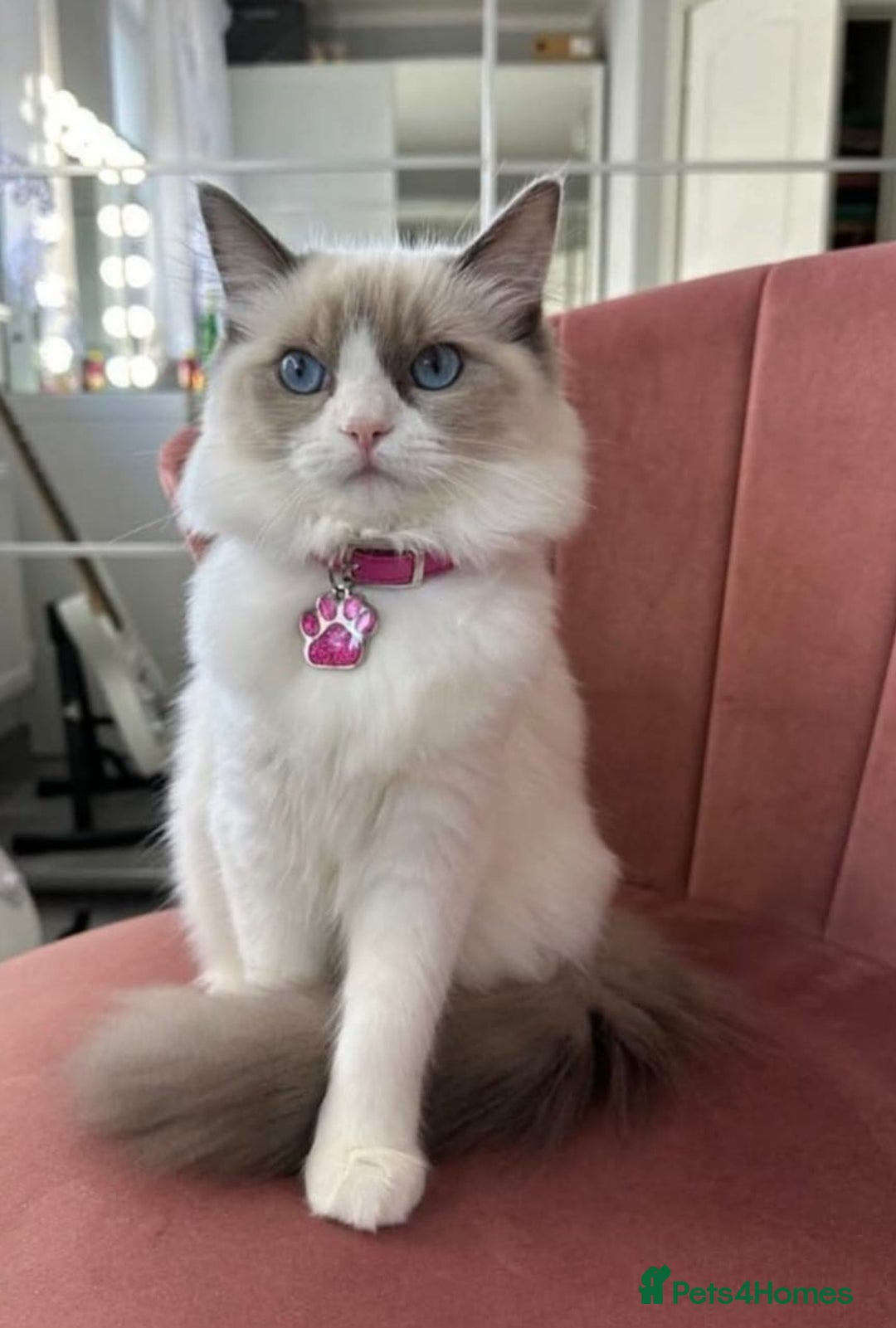 Ragdoll cats for sale: Beautiful purebreed Ragdoll kittens - Advert 18
