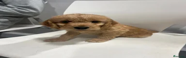 Cockapoo 2