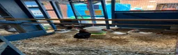 Chickens poultry for sale: POL hens  - Advert 2