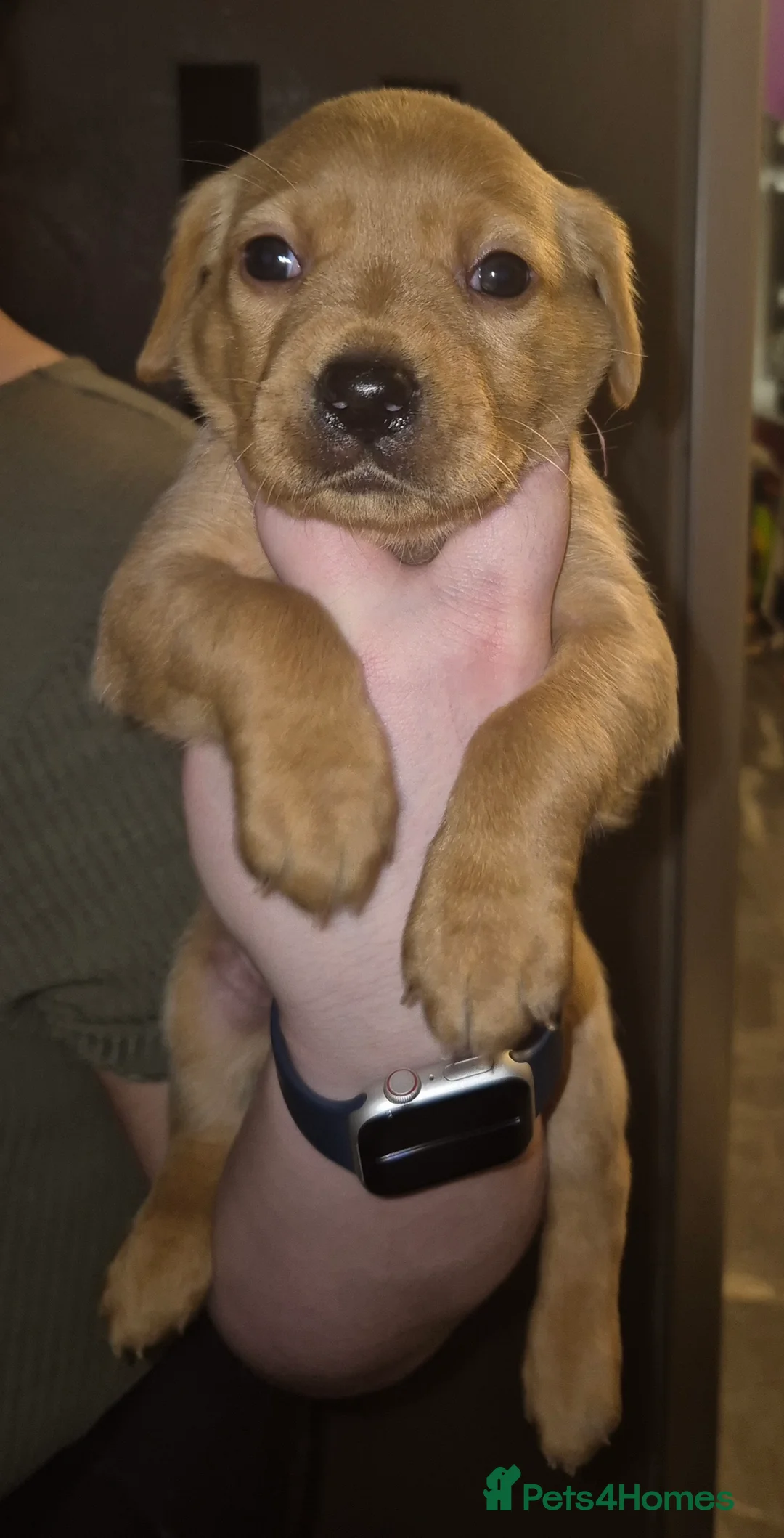 Labrador Retriever dogs for sale: Pedigree KC registered labrador pups. - Advert 2