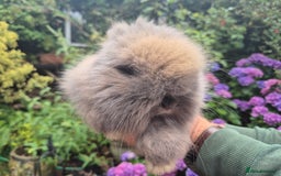 Angora rabbits for sale: 🧡Angora girlie💗- imported parents 💖  - Image 5