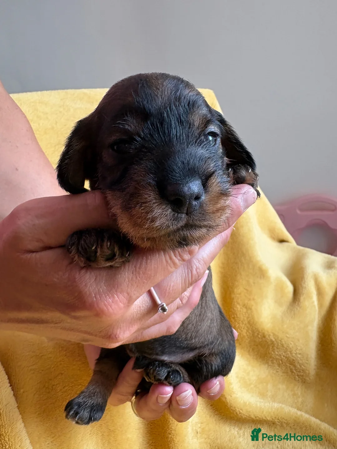Miniature Dachshund dogs for sale: Champion Sired Mini wire haired dachshunds  - Advert 2