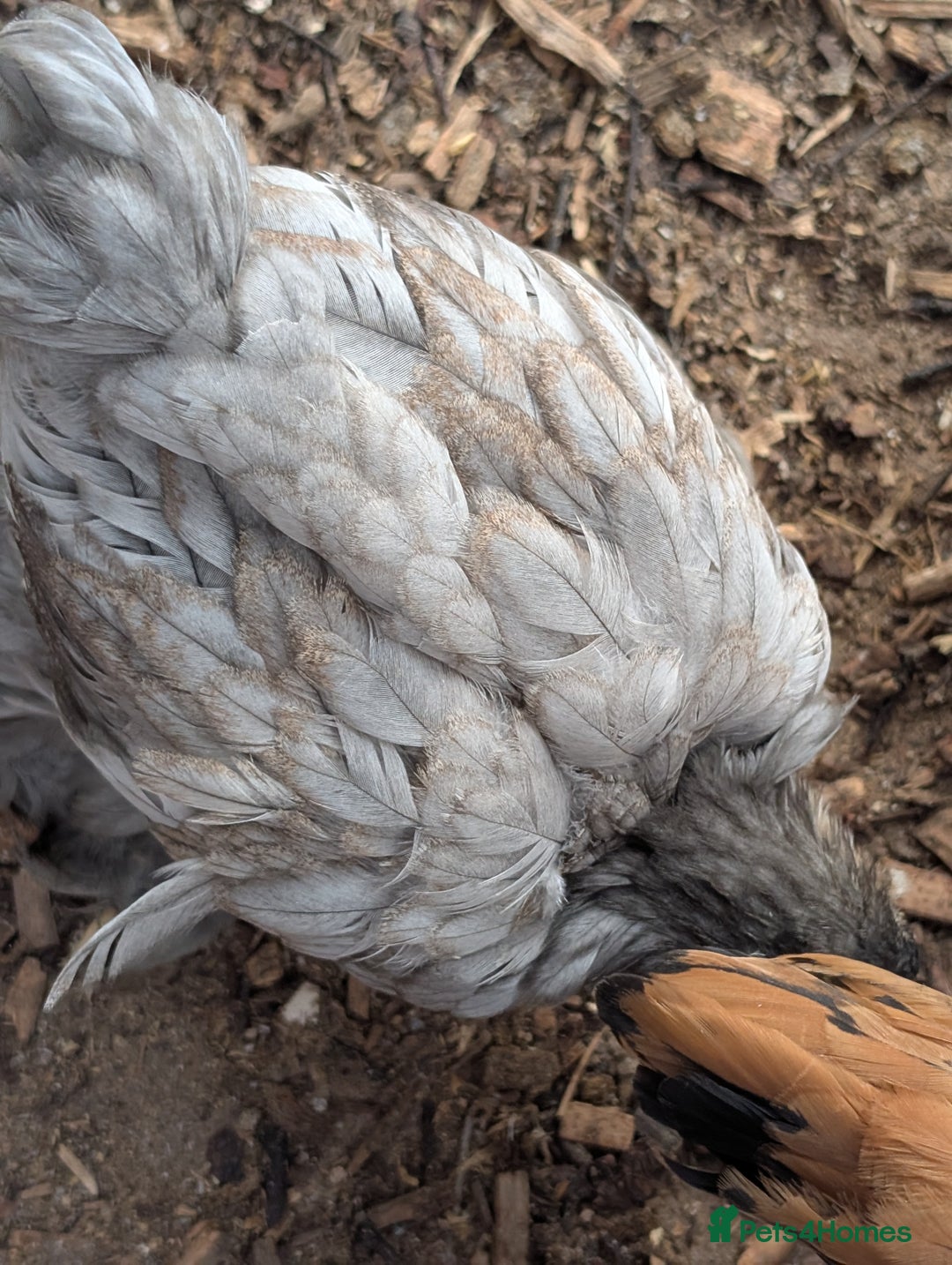 Chickens poultry for sale: Brahma-Vorwerk chicks Pure not mixed breeds - Image 4
